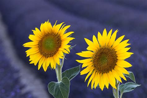 Sunflower And Lavender World Photography Image Galleries By Aike M
