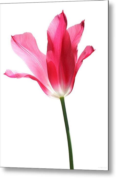 Tulip Metal Print Featuring The Photograph Translucent Pink Tulip