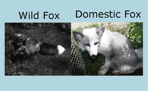 How The Silver Fox Was Domesticated Owlcation