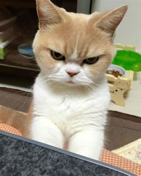 Unamused Grumpy Cat