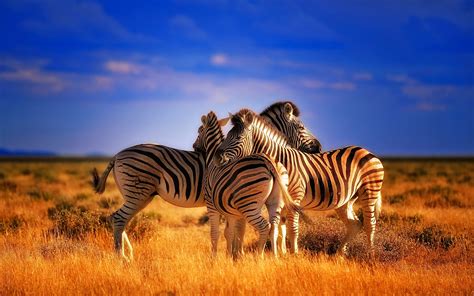 Beautiful Colorful Animals Zebras Hd Wallpaper