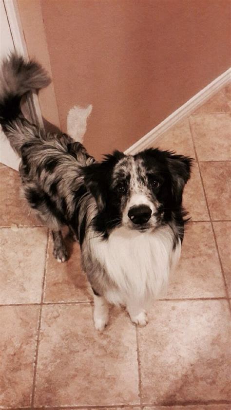 Like this handsome boy, coffee creek tilian Australian Shepard and border collie mix. Jase ️ | Dogs