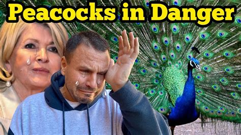 Martha Stewarts Peacocks Arent The Only Ones In Danger Youtube