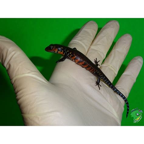 African Fire Skinks Babies Strictly Reptiles Inc