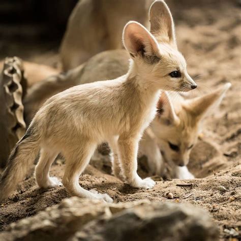 Baby Fennec Foxes Beautiful Creatures Animals Beautiful Desert Fox
