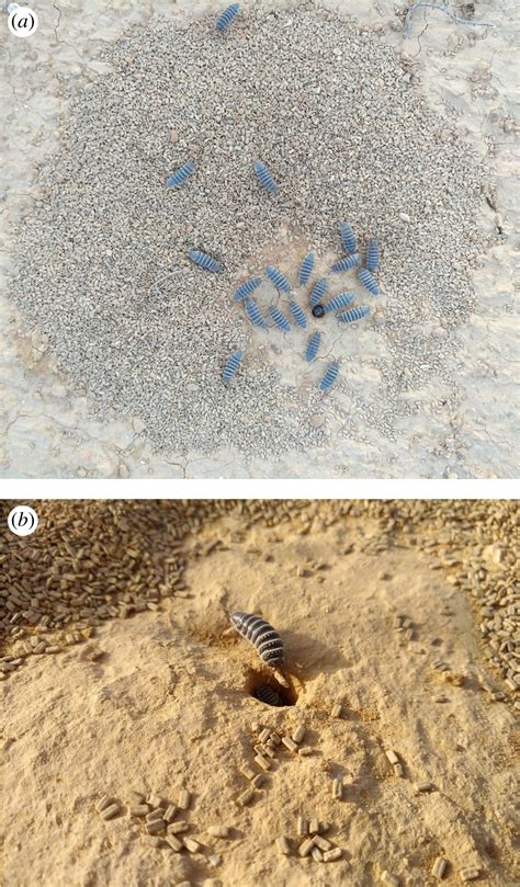 Burrowing Detritivores Regulate Nutrient Cycling In A Desert Ecosystem
