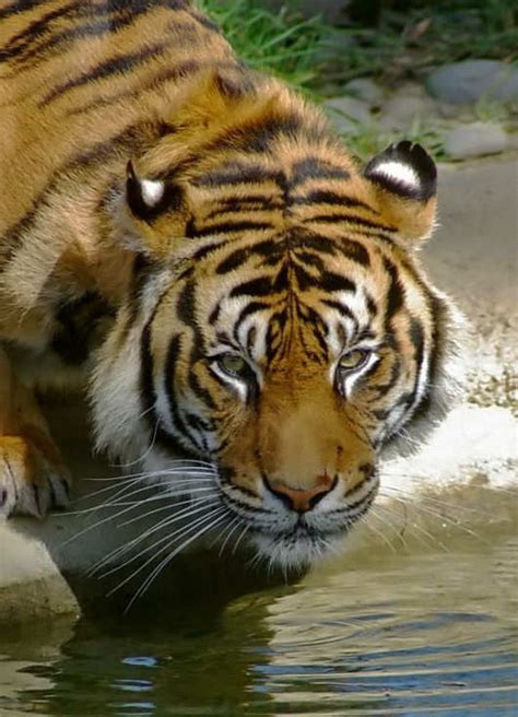 Worlds Most Beautiful Tiger Sumatran Tiger