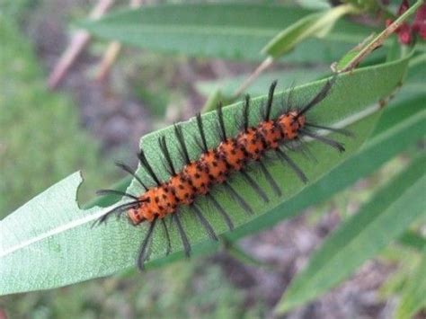Guide to common caterpillars country life. Name the Caterpillars | More Animal ideas