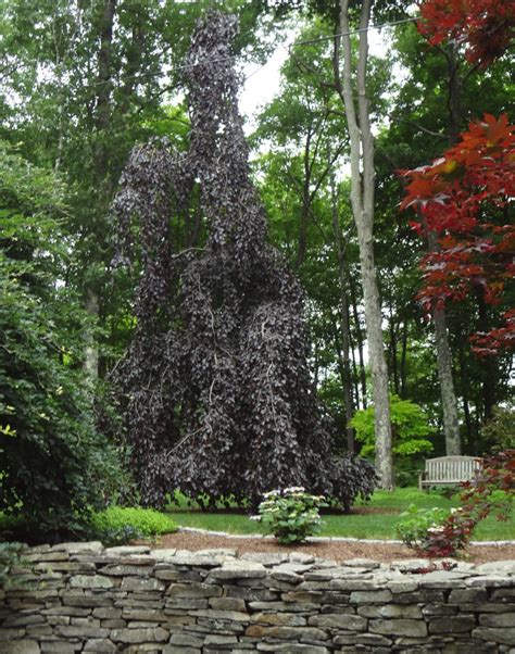 Buy Fagus Sylvatica Purple Fountain Rare Weeping Purple European