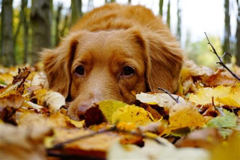 21 Fall Dog Dangers To Avoid This Autumn Whisker Therapy