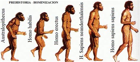 Homo Sapiens Sapiens Dibujo