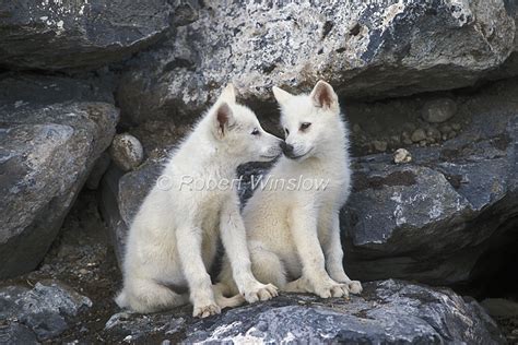 White Wolf Charming Photos Of Arctic Wolf Pups With Red Flowers