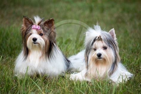 Advice from breed experts to make a safe choice. MiaBella Biewer's - Puppies For Sale