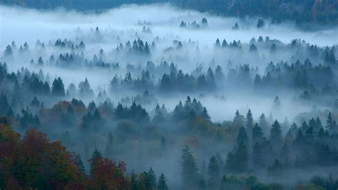 Wallpaper Fog Forest Bing Microsoft 4k Os 23136