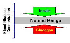 A comparison of glucagon and glucose in prehospital hypoglycaemia. All about Insulin: Low Carb, Paleo and Ketogenic Diets ...
