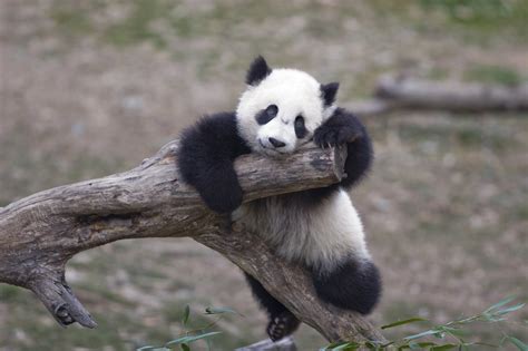 7 Stressed Animals Who Just Need A Hug Right Now Huffpost
