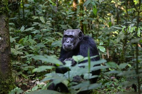 Chimpanzee Uganda Monkey Free Photo On Pixabay
