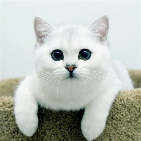 White British Shorthair Cat Cute Animals Beautiful Cats Pretty Cats