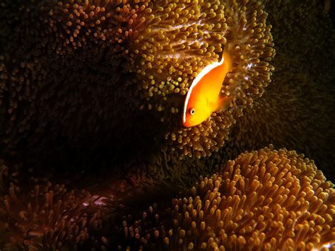 Free Images Sea Water Nature Ocean Night Flower Animal Diving