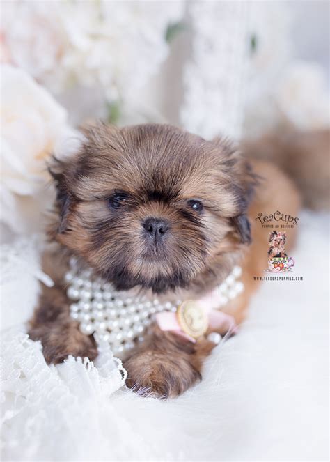 Looking for a shih tzu puppy for sale? Golden Shih Tzu Breeder | Teacup Puppies & Boutique