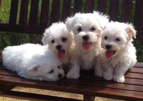 Find the right dog and live happy today. Maltese Puppies For Sale | Spokane, WA #146606 | Petzlover