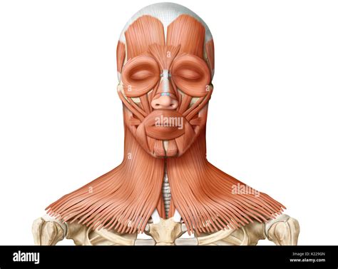 Human Anatomy Of Neck Hi Res Stock Photography And Images Alamy