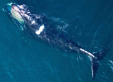 Whoi And Noaa Fisheries Release New North Atlantic Right Whale Health