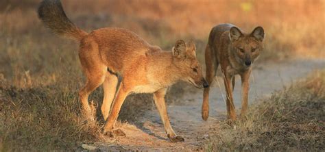 Dhole Indian Wild Dog Endangered Species Spotlight