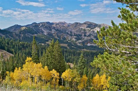 Protect Utahs Forests