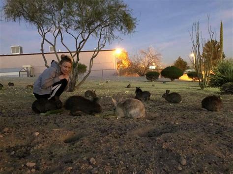 Dozens Of Domestic Rabbits Found Poisoned In Las Vegas The Dodo