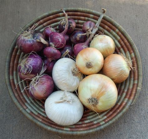 A Kitchen Garden in Kihei Maui: Growing Onions in Kihei