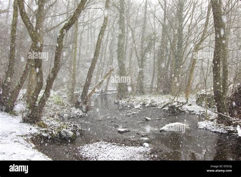 Deciduous Woodland Habitat And River In Snow During Snowfall Rivelin