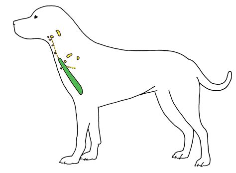 Conoce los riesgos de elegir un mal material de paseo - Mr. Hueso