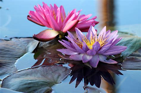 Why not better let an employee stand behind the cash register, ring up a customer's purchases, thank them for their patronage and send them on their way? Day Trips: International Waterlily Collection, San Angelo ...