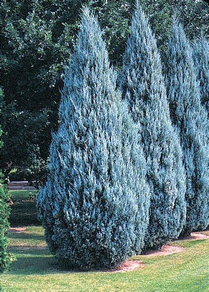 Wichita Blue Juniper Evergreen Landscape Privacy Landscaping