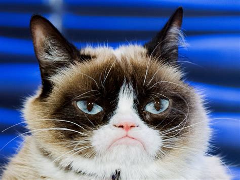 Grumpy Cats Death Marks The End Of The Joyful Internet