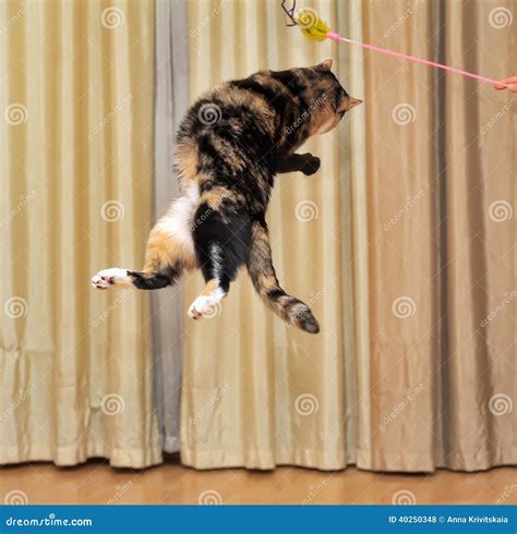 High Jumping Cat Stock Photo Image 40250348