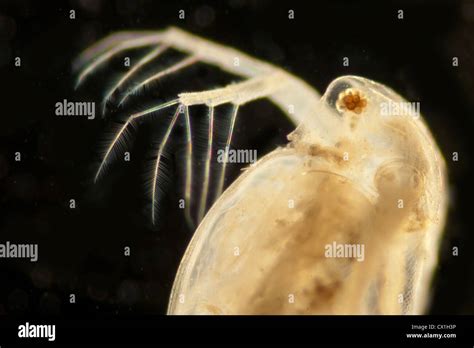 Daphnia Longispina Common Water Flea Water Fleas Cladocera Stock Photo