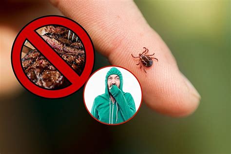 Can Terrible Wyoming Ticks Make You Allergic To Red Meat