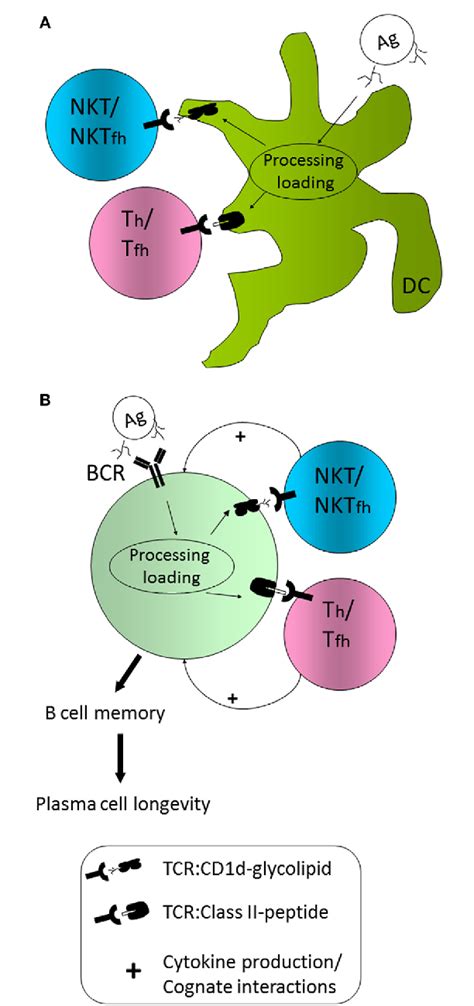 Figure From The Influence Of Invariant Natural Killer T Cells On