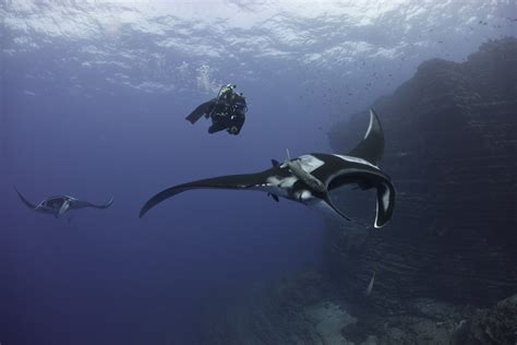 Meet The Scientist Snapping Selfies With Giant Manta Rays Wildlife