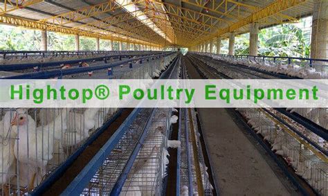 Poultry Farming Project In Philippines Hightop® Poultry Equipment