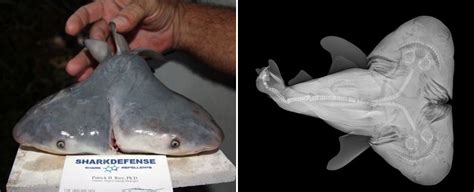 Its Not Just Any Two Headed Shark Its The Rarest Two Headed Shark