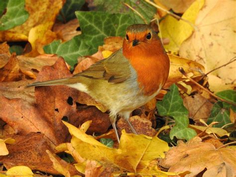 Robin In Autumn Autumn Animals Photography