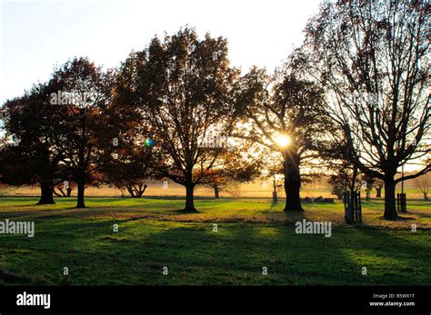 Backlit Trees In Richmond Park Richmond Upon Thames Surrey Uk Stock