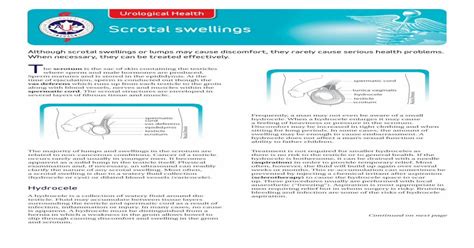 Scrotal Swellings Cuascrotal Swellings Roula Drossis Spermatic Cord Epididymis Epididymal Cyst