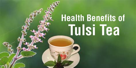 Amazing Benefits Of Tulsi Tea Ayurvedic Doctor Retells A Sacred Tale