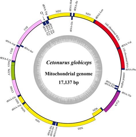gene map and organization of the complete mitochondrial genome of c download scientific