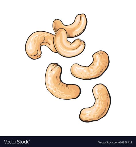 Cashew Nuts Isolated On White Background Vector Image