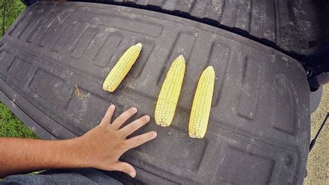 Corn Yield Concern Youtube